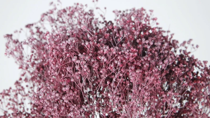 Broom Bloom getrocknet - 1 Bund - Frost cassis