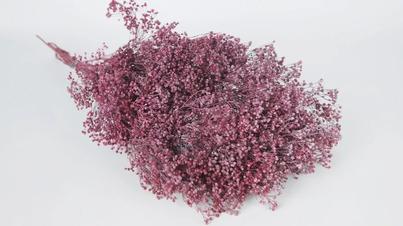 Broom Bloom getrocknet - 1 Bund - Frost cassis