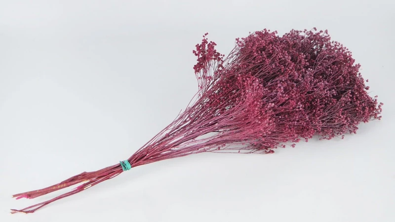 Broom Bloom getrocknet - 1 Bund - Frost cassis