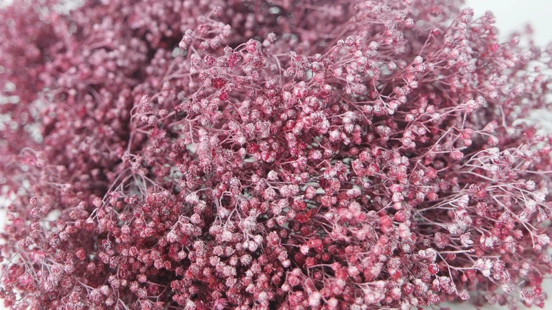 Broom Bloom getrocknet - 1 Bund - Frost cassis