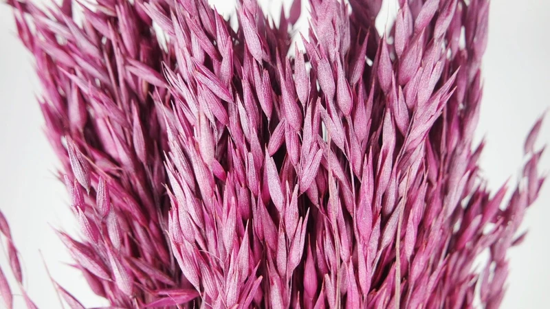 Hafer getrocknet - 1 Bund - Frost cassis