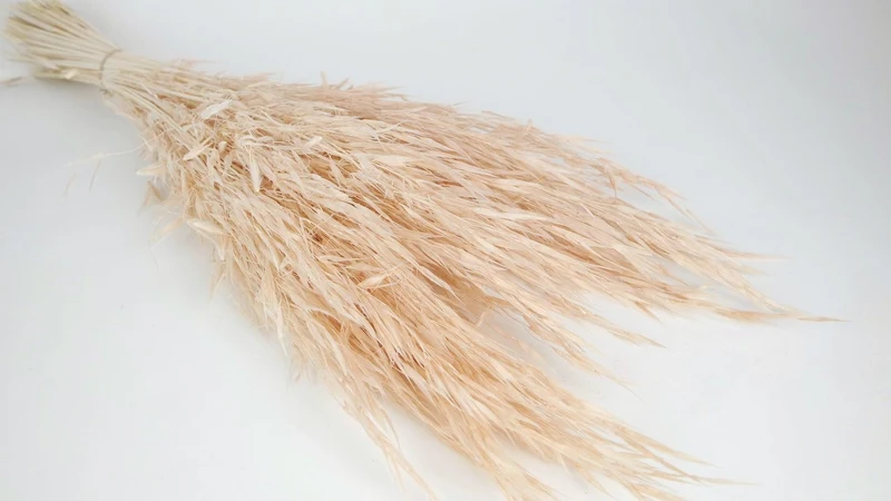 Wild Hafer getrocknet - 1 Bund - Nude