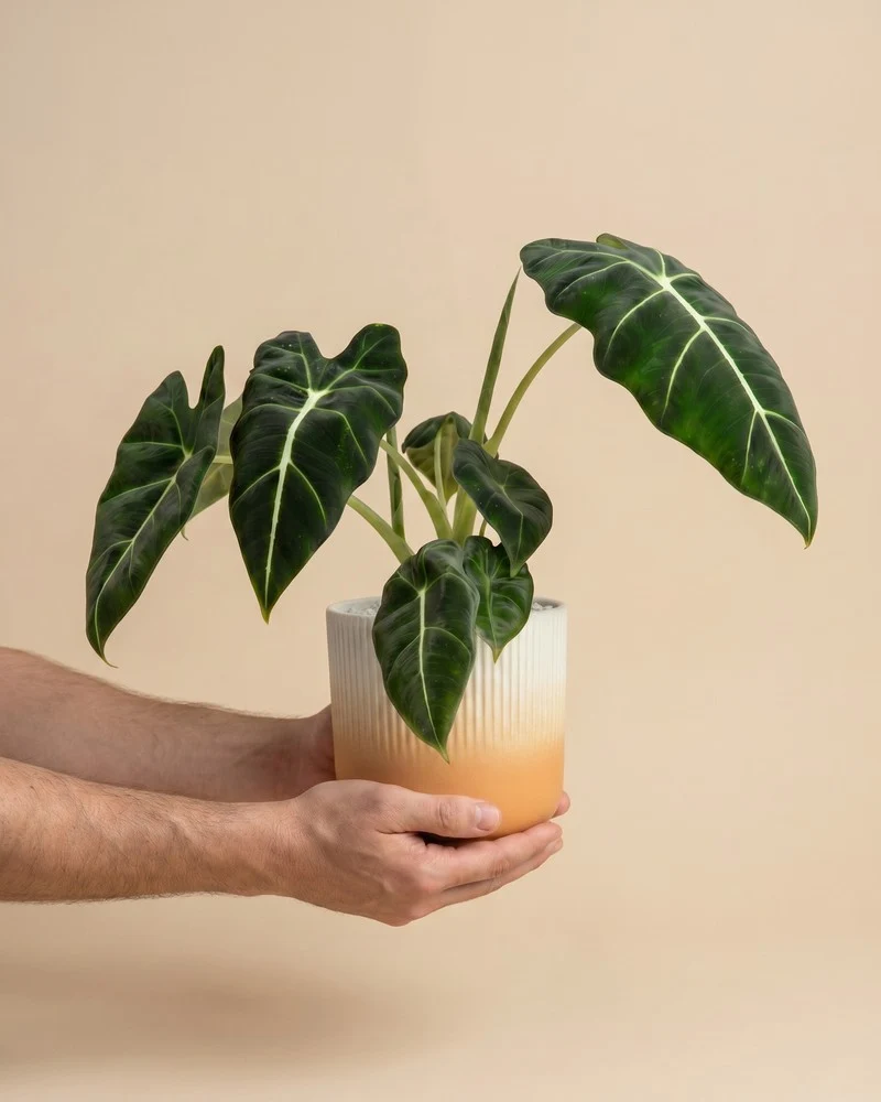 Alocasia 'Frydek' • feey