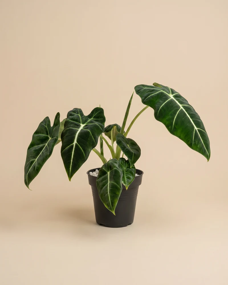 Alocasia 'Frydek' • feey