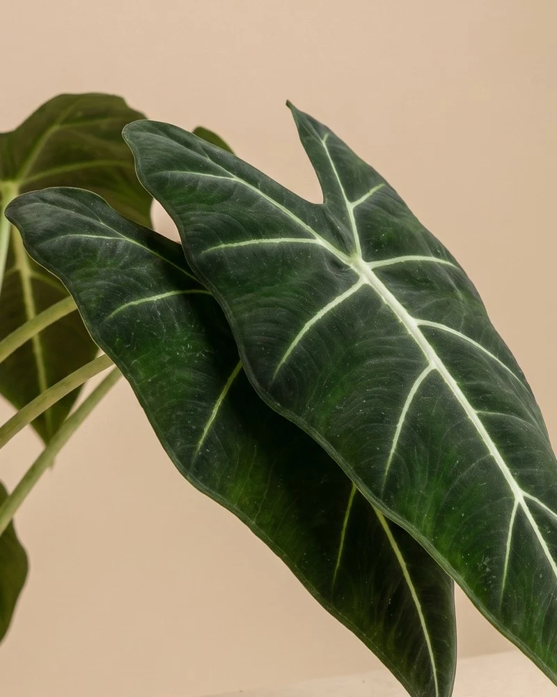 Alocasia 'Frydek' • feey