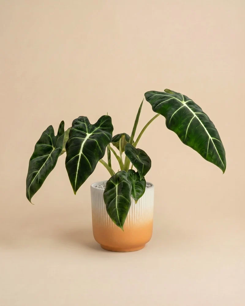 Alocasia 'Frydek' • feey