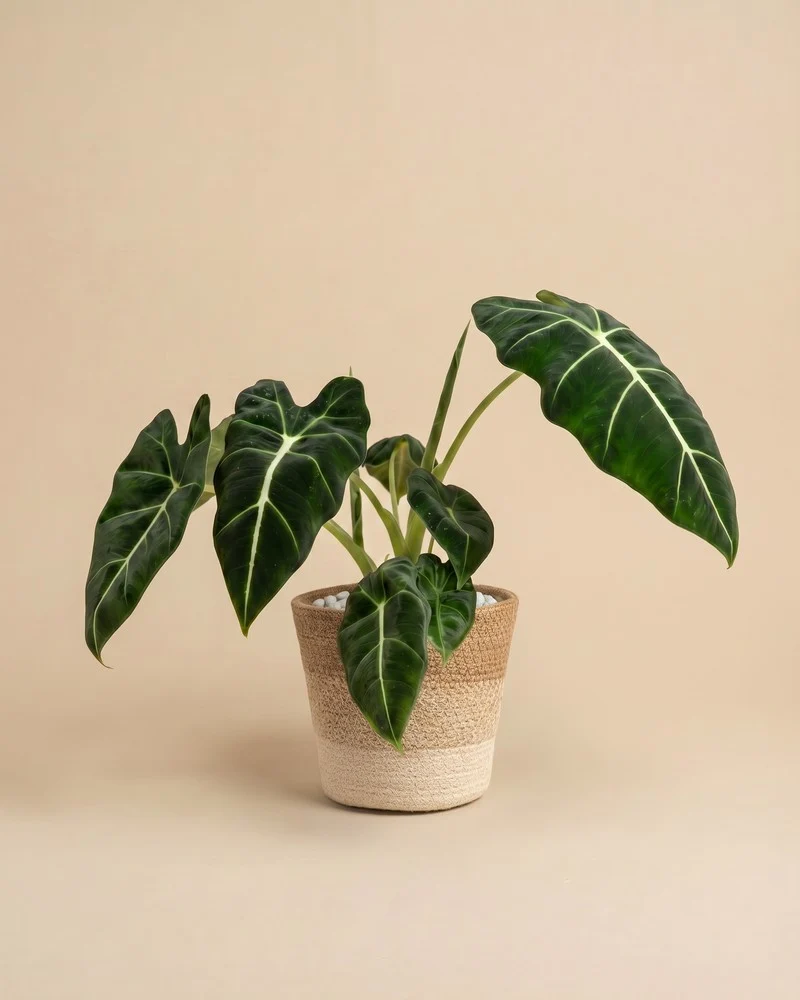 Alocasia 'Frydek' • feey