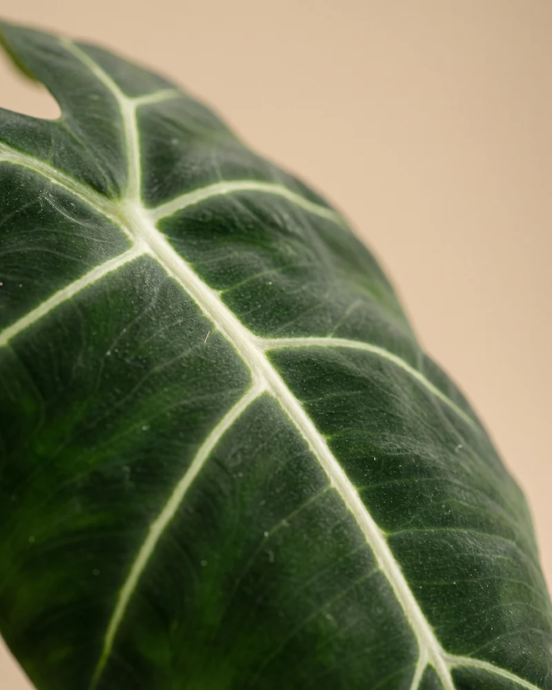 Alocasia 'Frydek' • feey