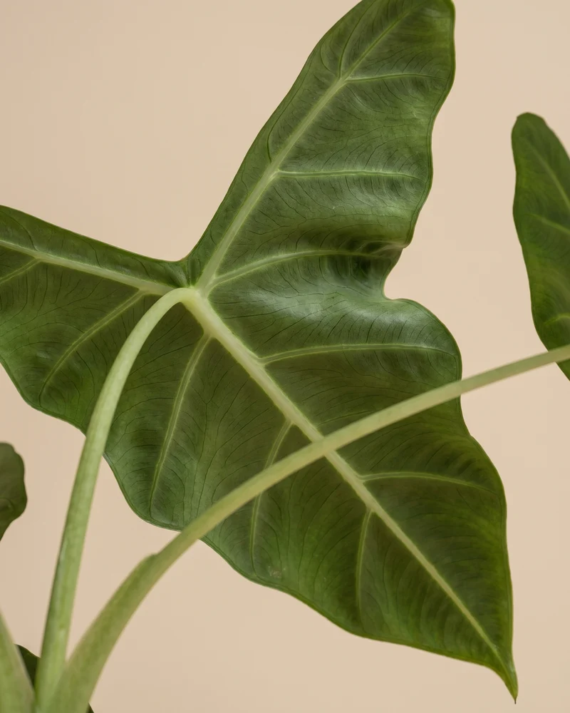 Alocasia 'Frydek' • feey