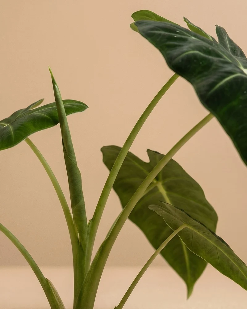 Alocasia 'Frydek' • feey
