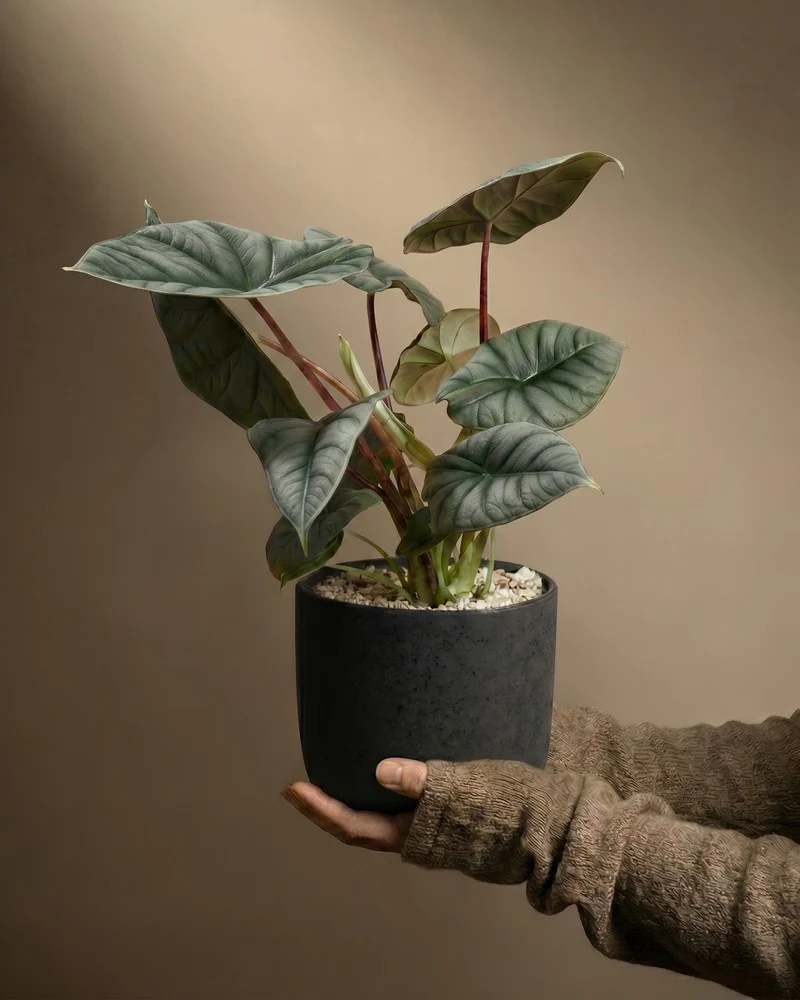 Alocasia 'Silver Nebula' • feey