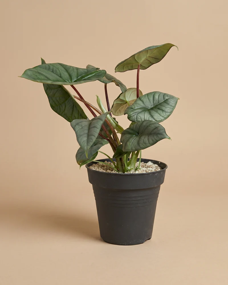 Alocasia 'Silver Nebula' • feey