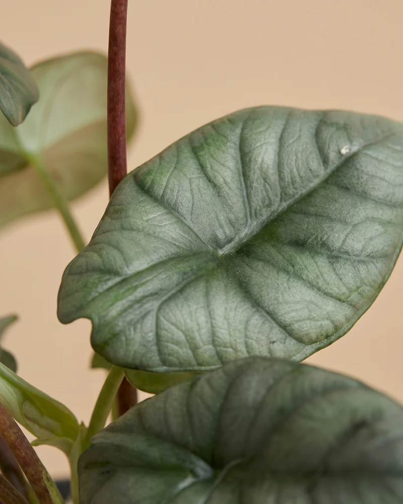 Alocasia 'Silver Nebula' • feey