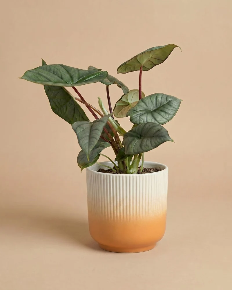 Alocasia 'Silver Nebula' • feey