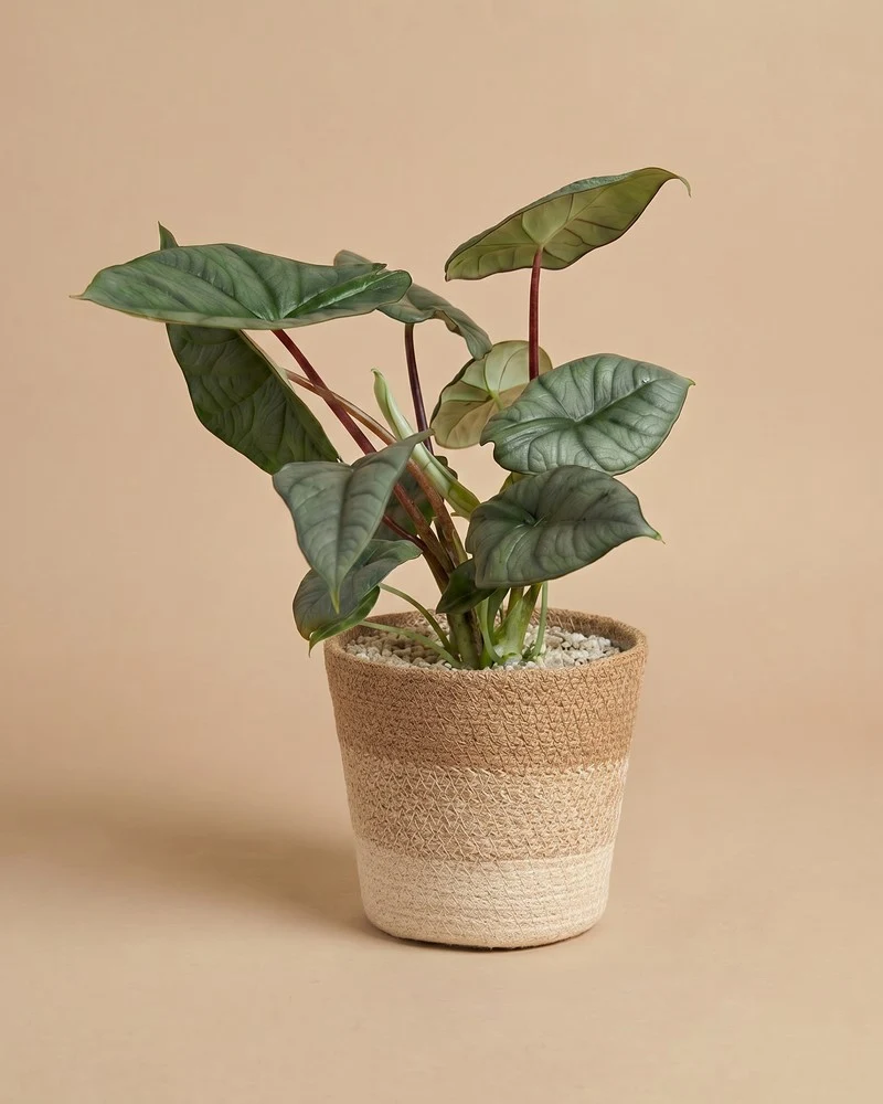 Alocasia 'Silver Nebula' • feey