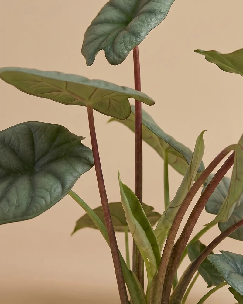 Alocasia 'Silver Nebula' • feey