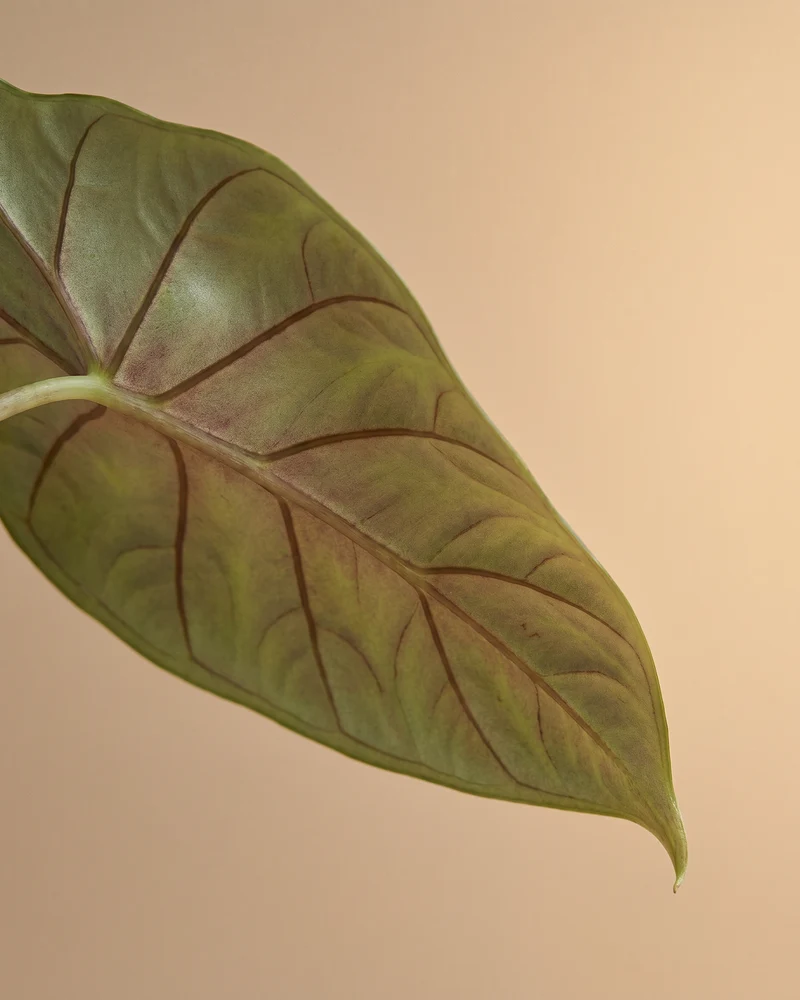 Alocasia 'Silver Nebula' • feey