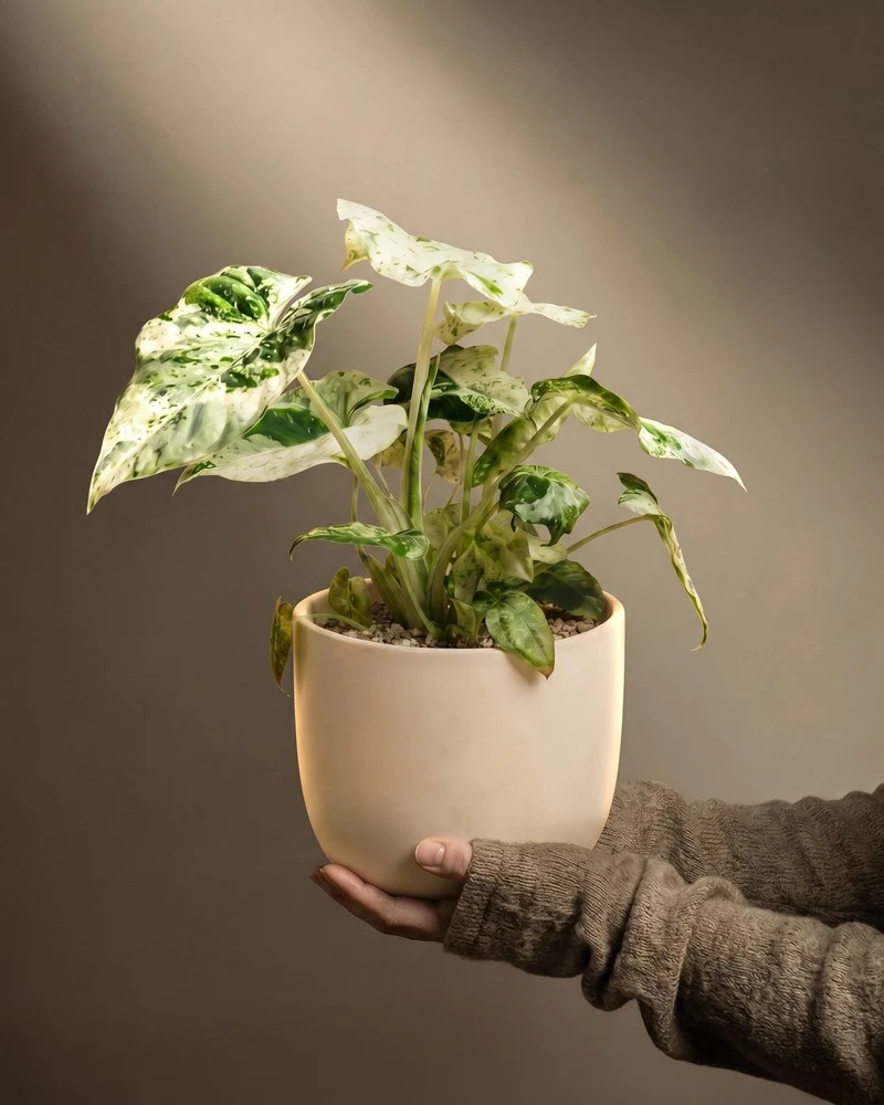 Alocasia macrorrhiza 'Splash' • feey