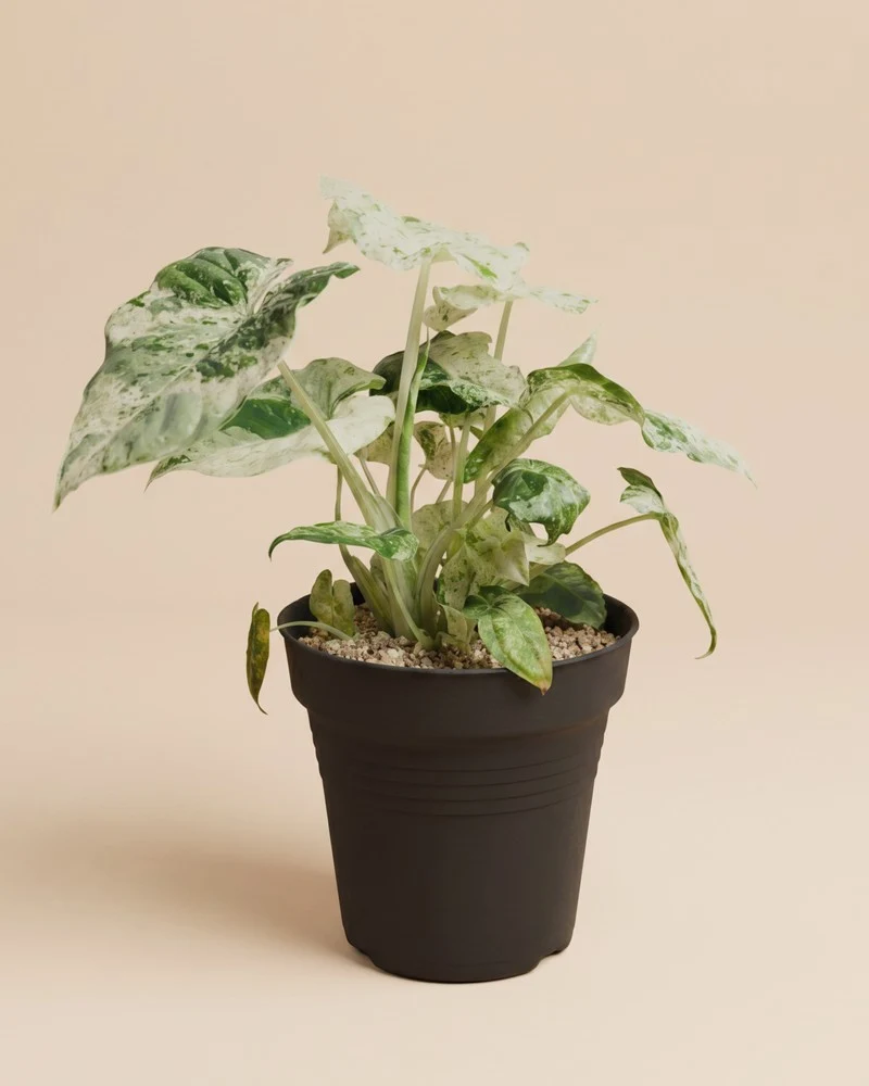 Alocasia macrorrhiza 'Splash' • feey