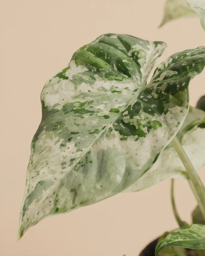 Alocasia macrorrhiza 'Splash' • feey