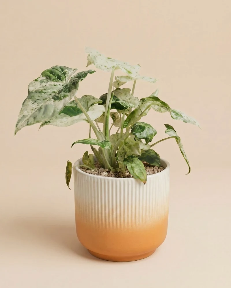 Alocasia macrorrhiza 'Splash' • feey