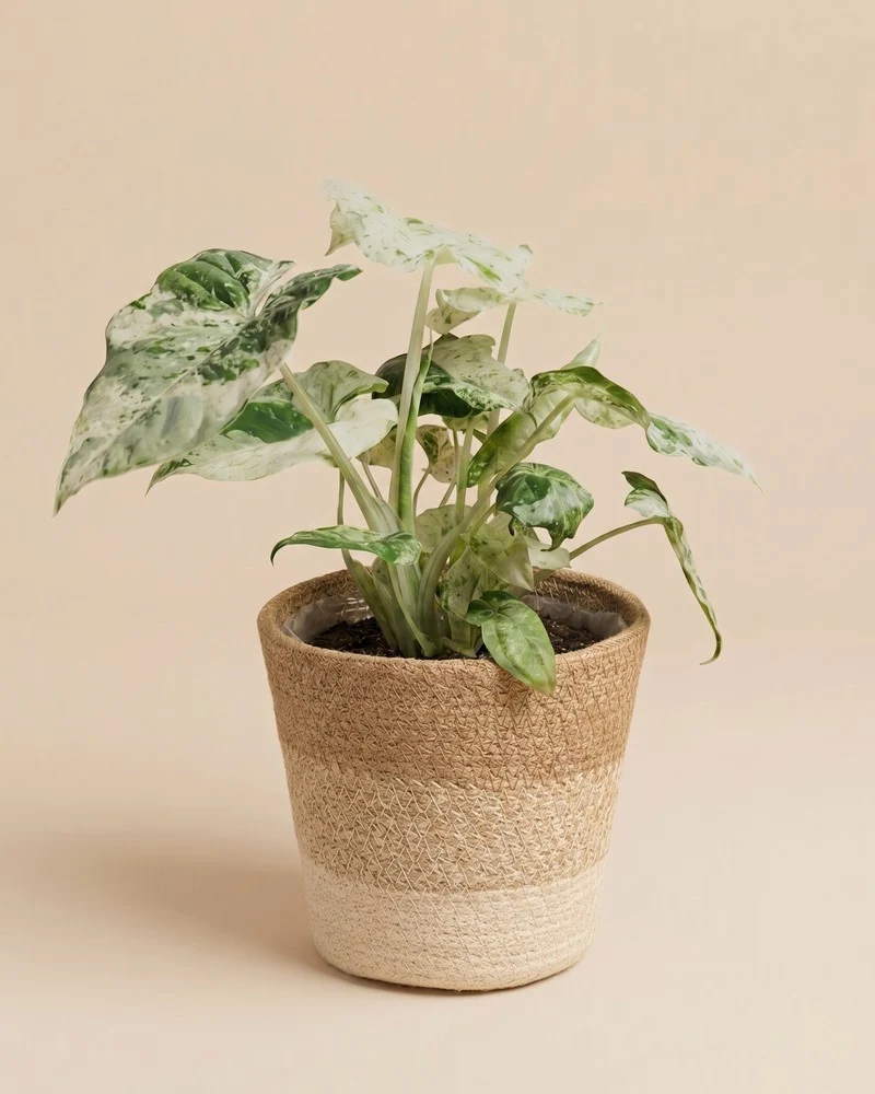 Alocasia macrorrhiza 'Splash' • feey