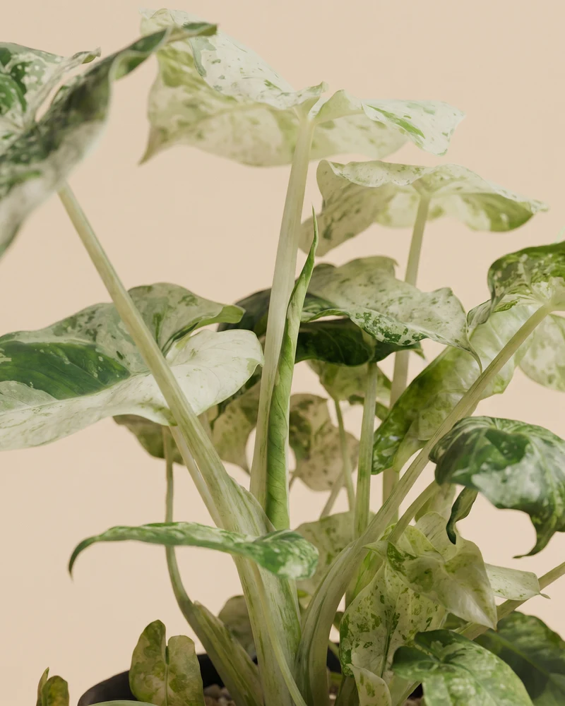 Alocasia macrorrhiza 'Splash' • feey