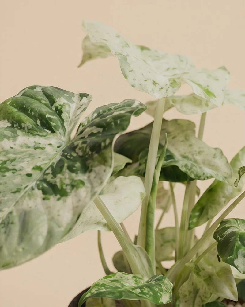 Alocasia macrorrhiza 'Splash' • feey