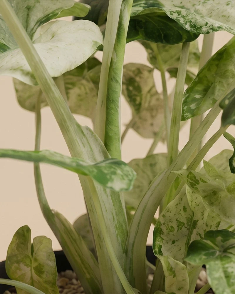 Alocasia macrorrhiza 'Splash' • feey