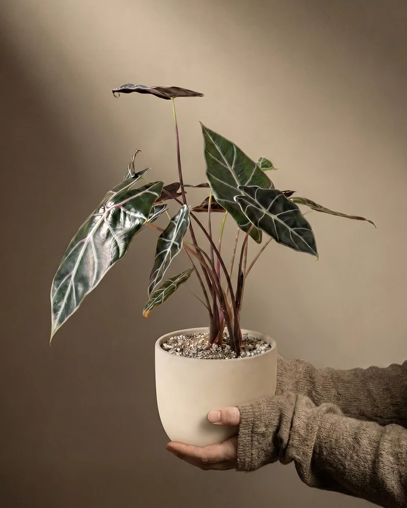 Alocasia 'Red Vein' • feey