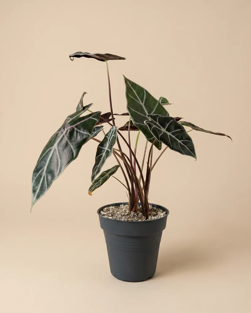 Alocasia 'Red Vein' • feey