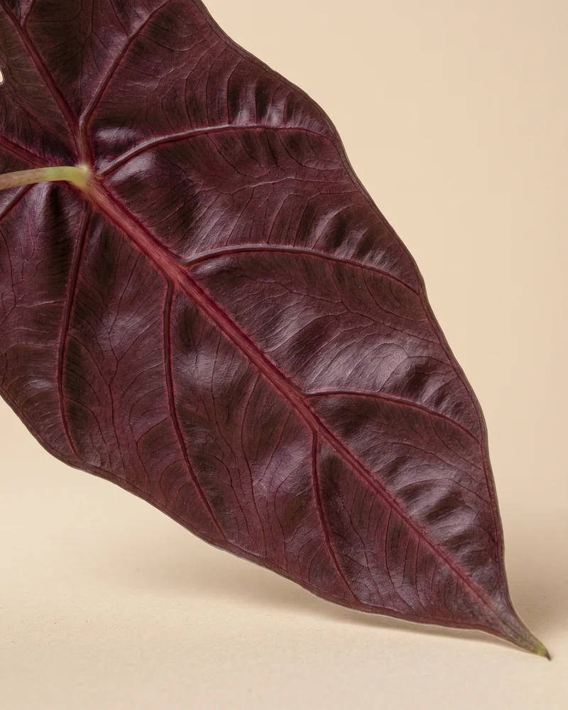 Alocasia 'Red Vein' • feey