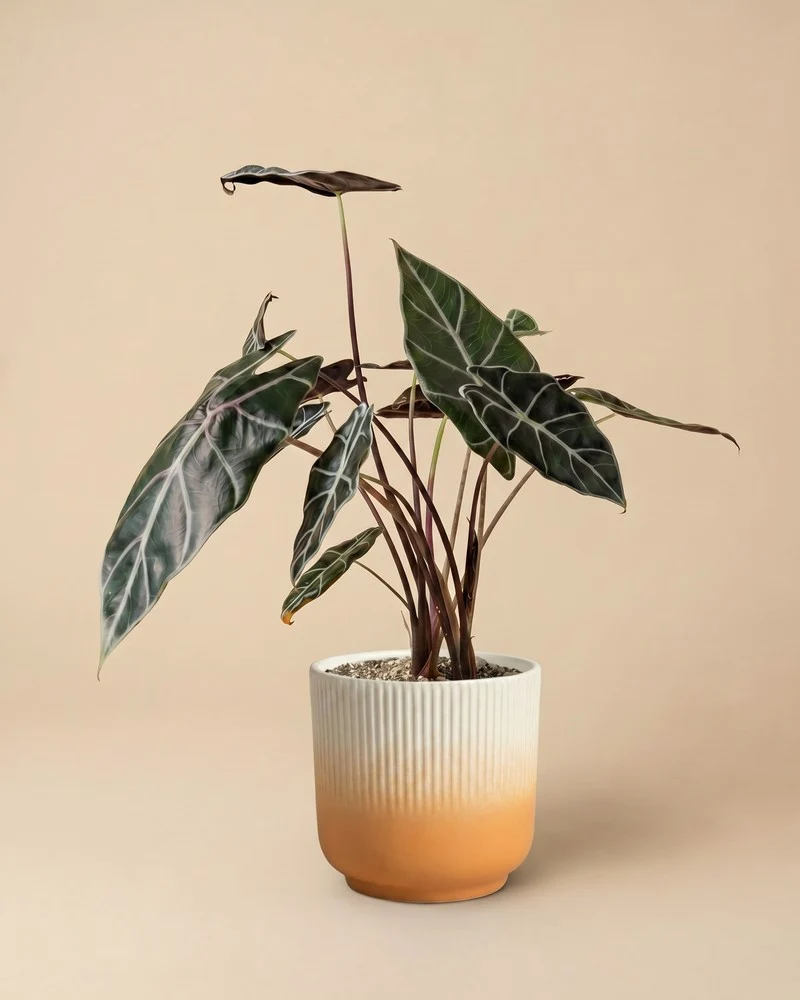 Alocasia 'Red Vein' • feey