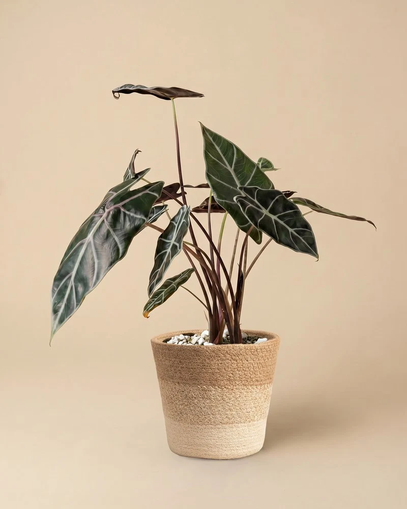Alocasia 'Red Vein' • feey