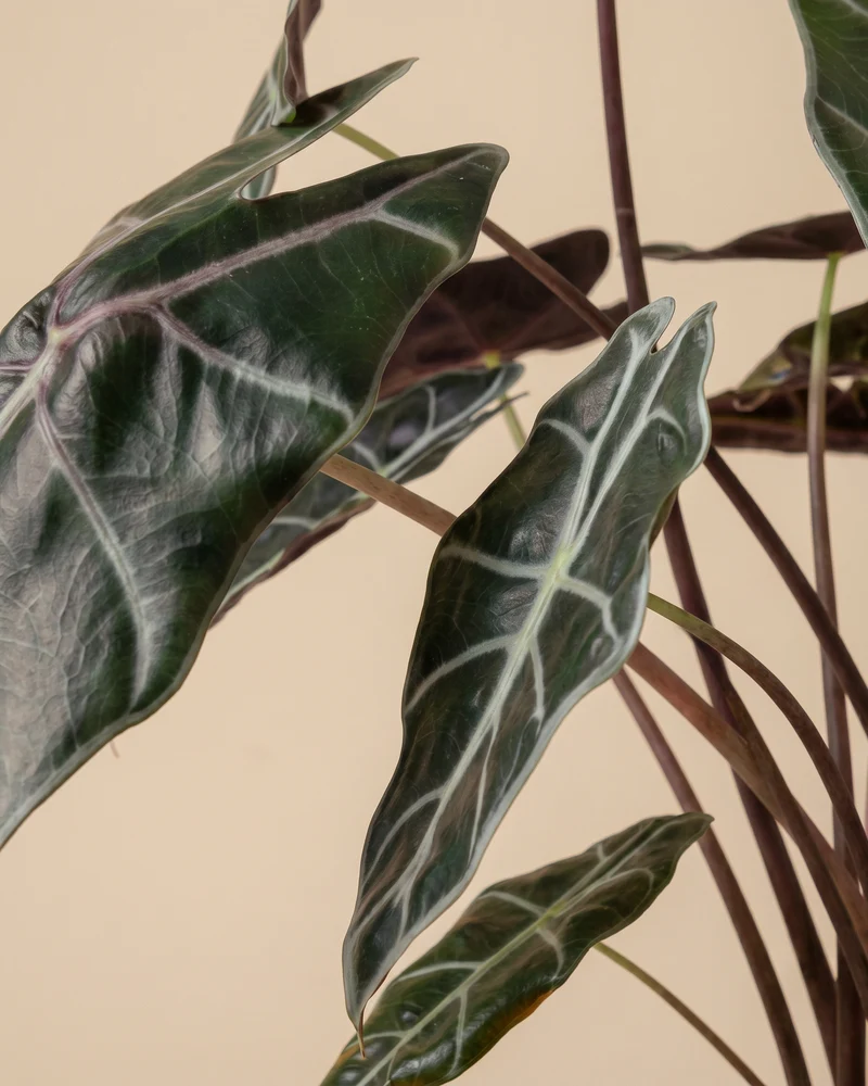 Alocasia 'Red Vein' • feey