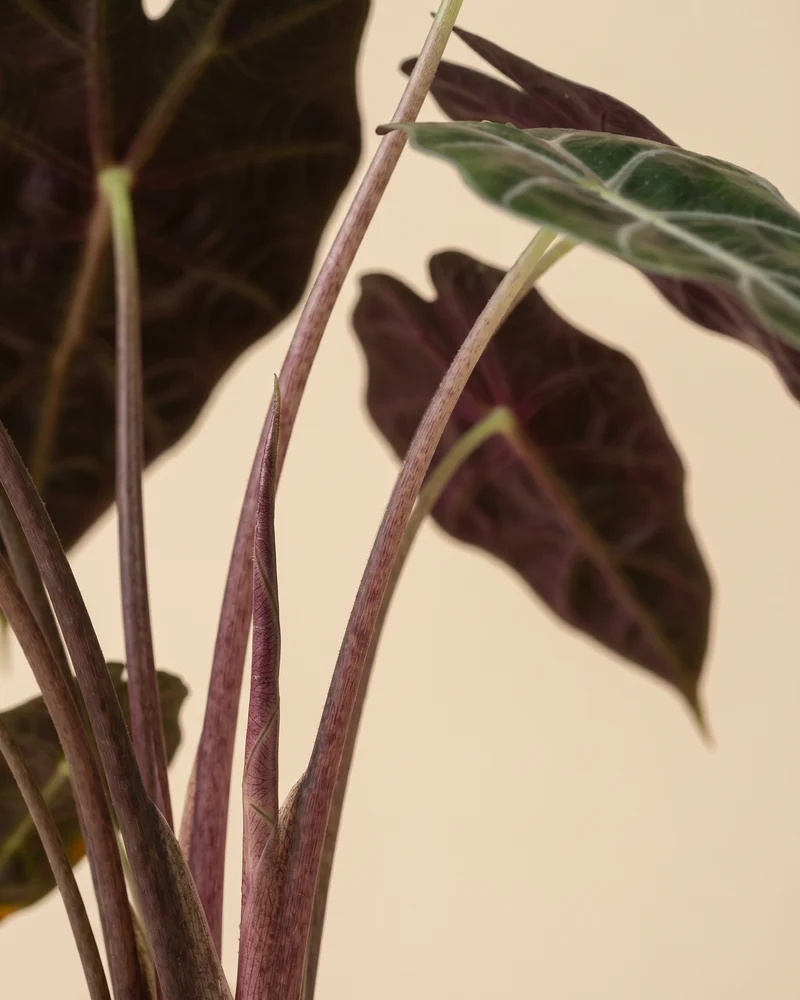 Alocasia 'Red Vein' • feey