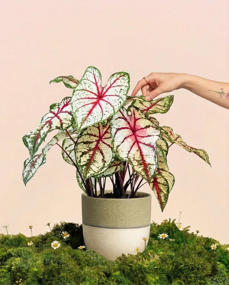 Caladium 'Bottle Rocket'