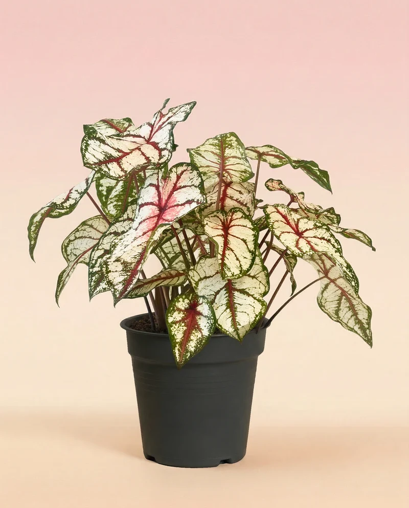 Caladium 'Bottle Rocket'