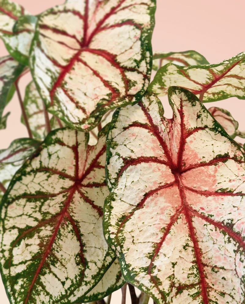 Caladium 'Bottle Rocket'