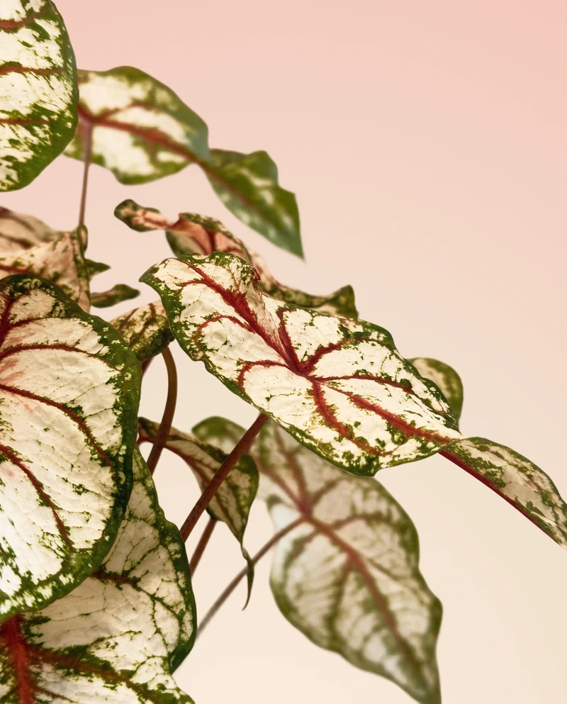 Caladium 'Bottle Rocket'