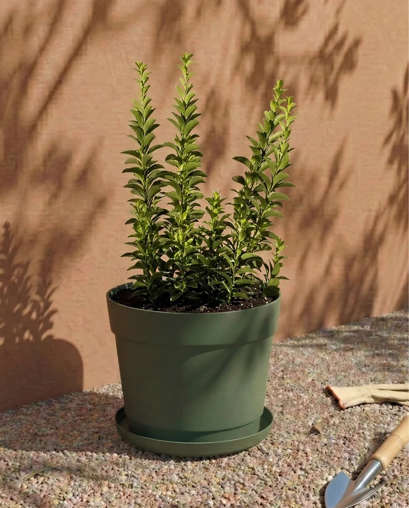 Kunststoff Pflanzkübel (Bloom | 19 cm Ø)