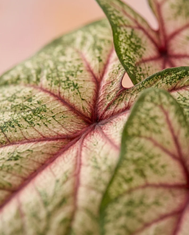 Caladium 'Rhapsody'