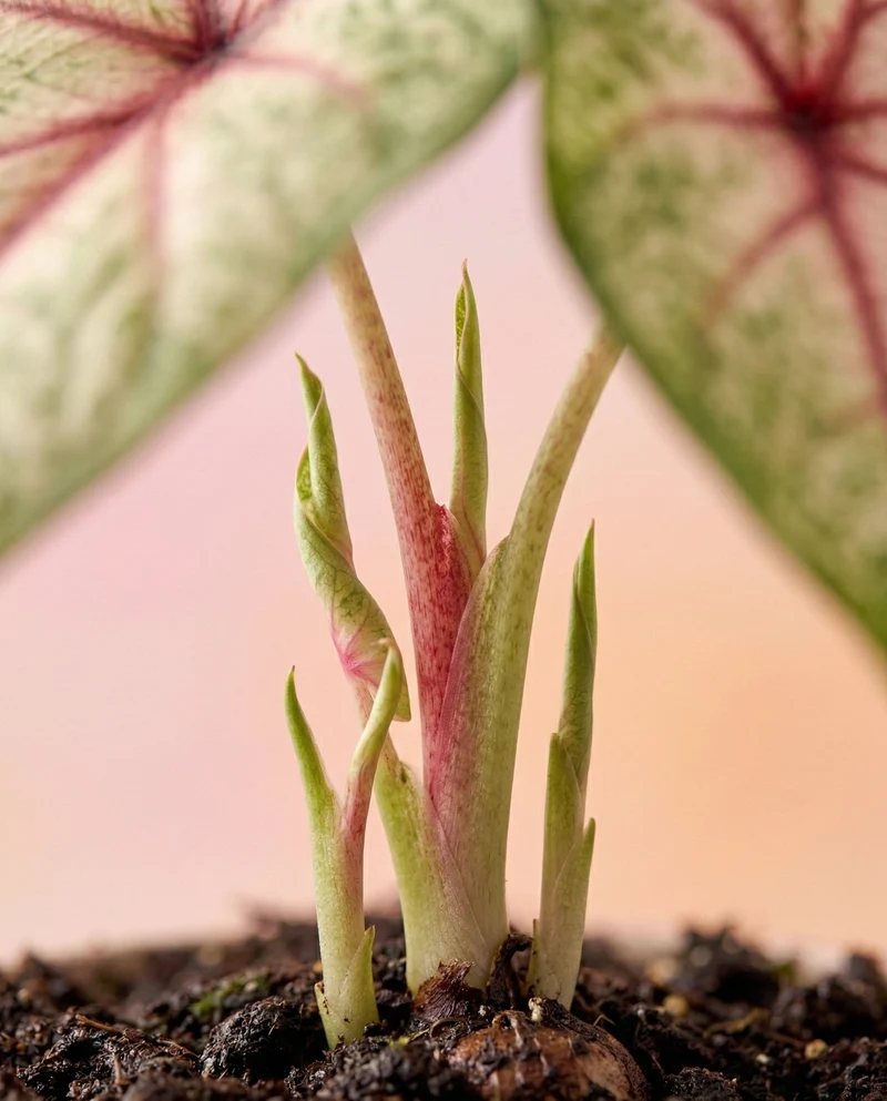 Caladium 'Rhapsody'
