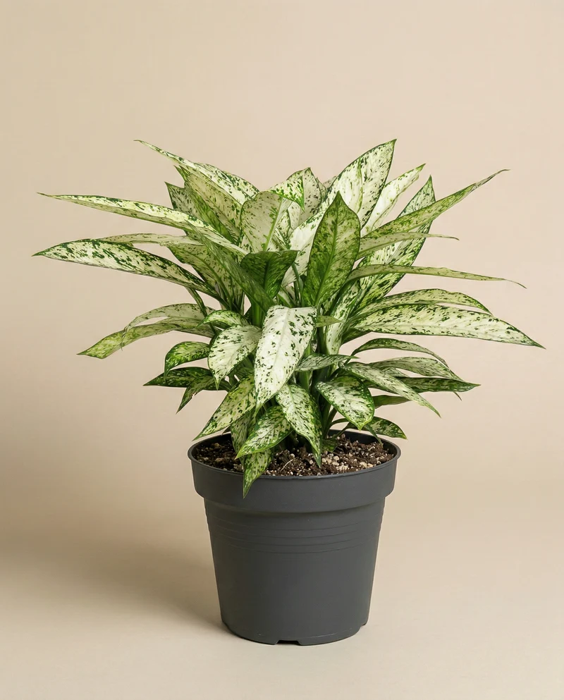 Dieffenbachia 'Vesuvius'