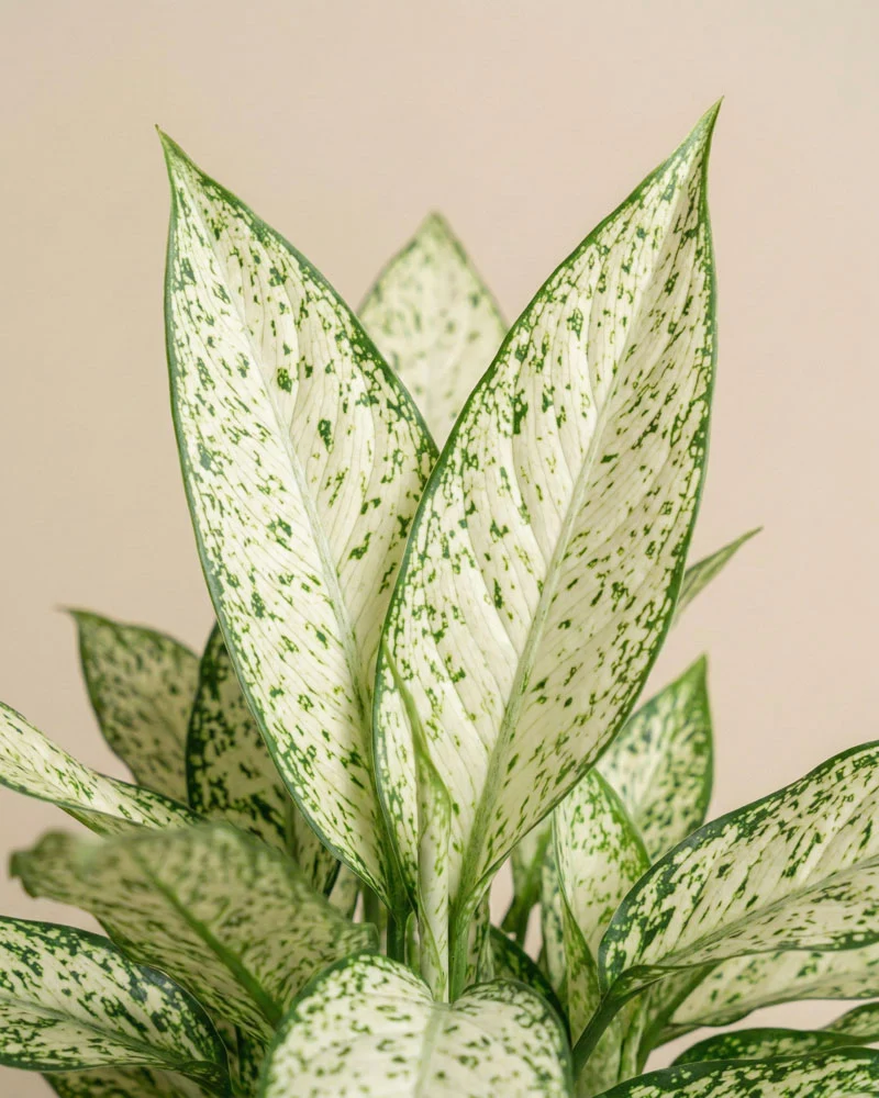 Dieffenbachia 'Vesuvius'