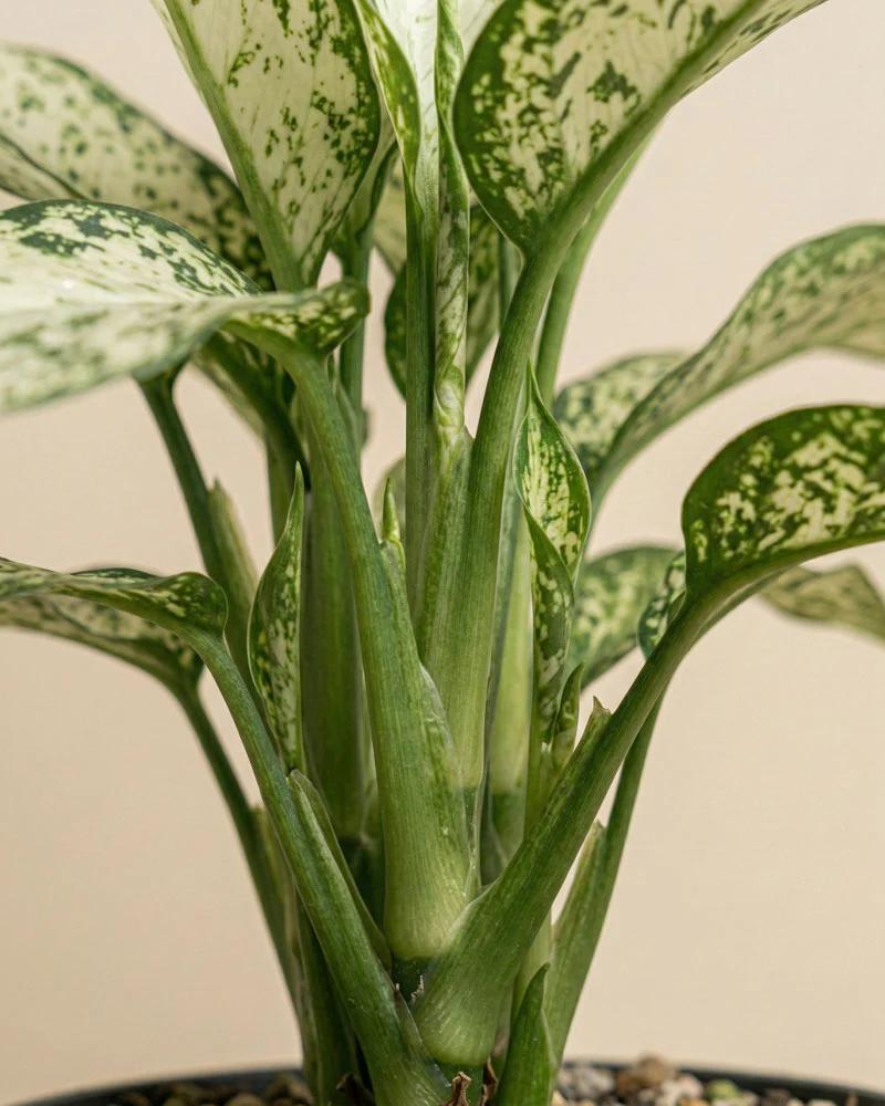 Dieffenbachia 'Vesuvius'