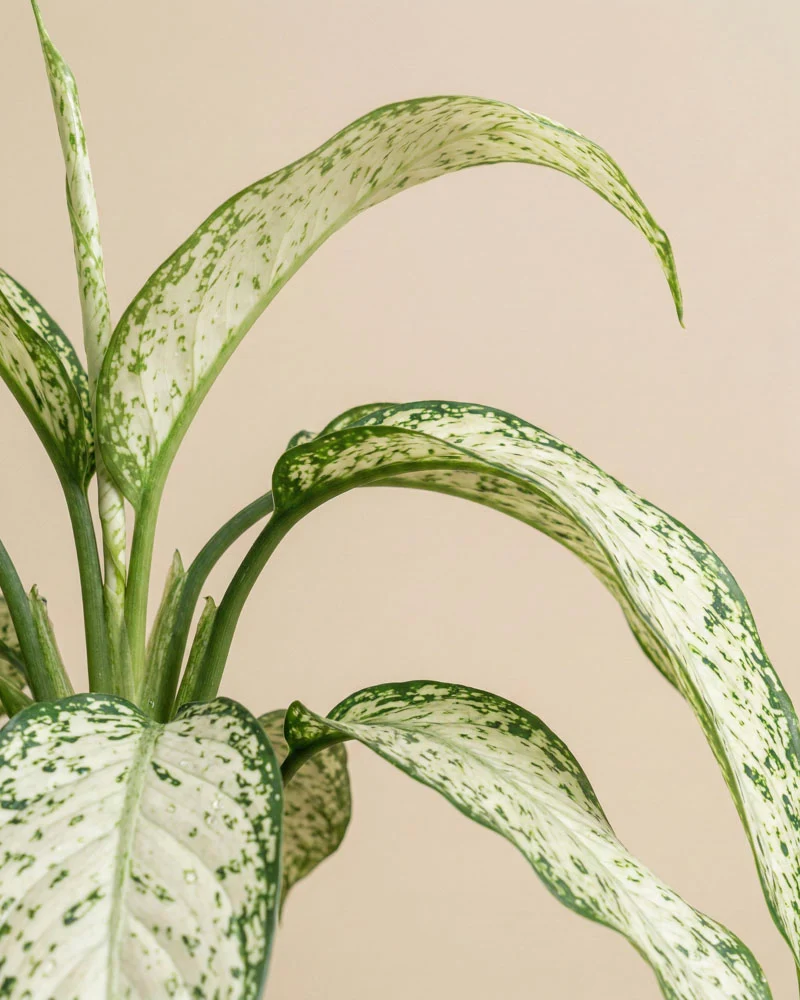 Dieffenbachia 'Vesuvius'