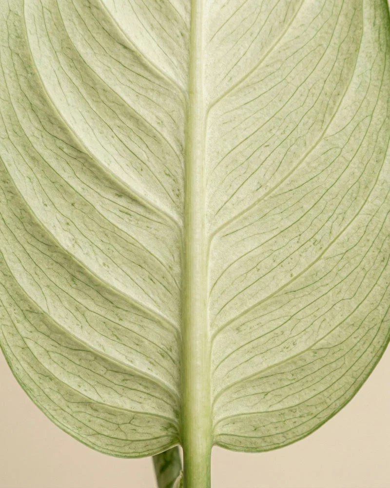 Dieffenbachia 'Vesuvius'