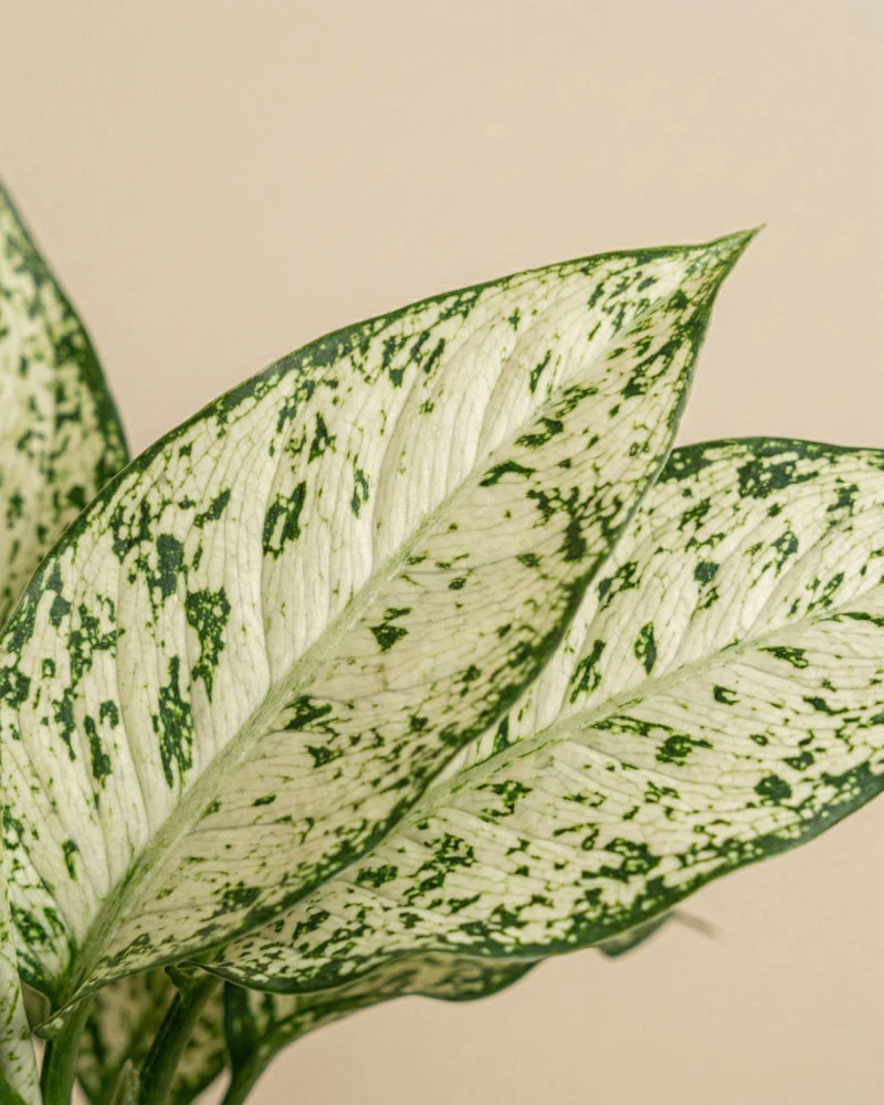 Dieffenbachia 'Vesuvius'