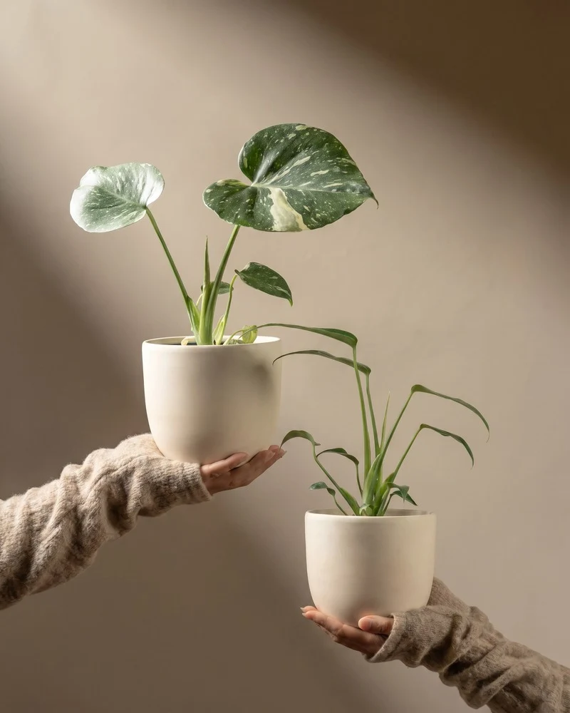 Monstera Raritäten-Duo • feey